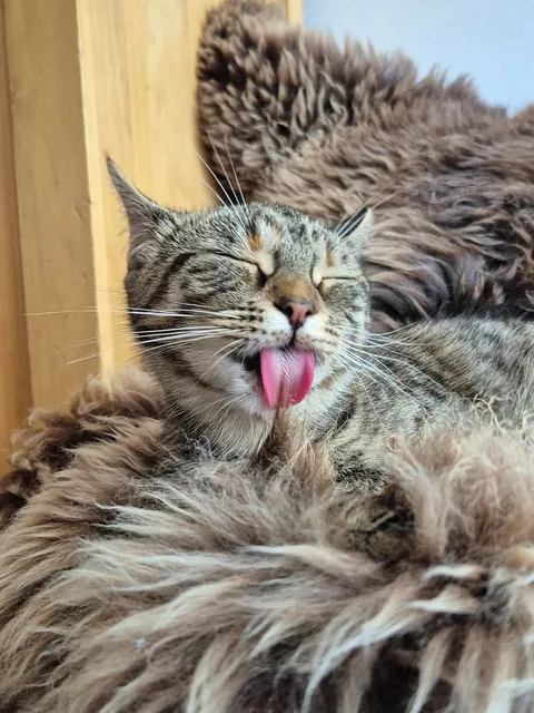 No thoughts, just lick lick