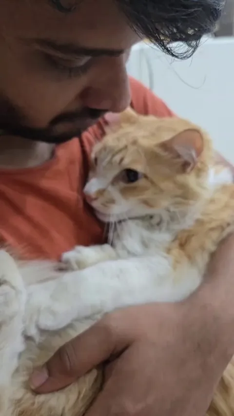 Mimo didn't ask for the job of saving a stray that the doc said had 50/50 chances after being infected with Feline Panleukopenia Virus FPV; nor did Mimo choose it. But within 24 hours of the blood transfusion, the stray's heath bounced back MASSIVELY &amp; he survived. So proud of my boy. ❤️