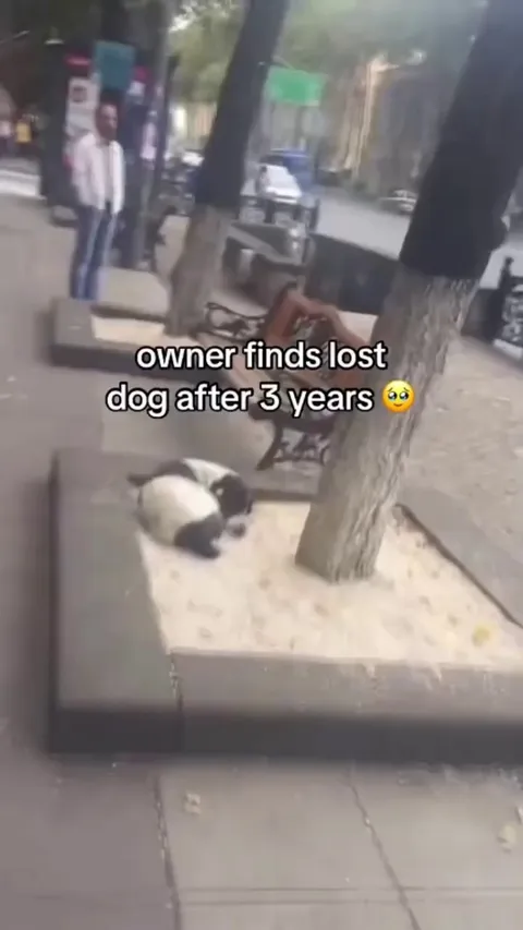 Owner finds lost dog after 3 years