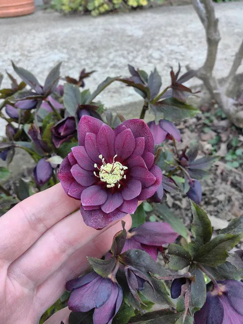 Hellebore 🌿🌸