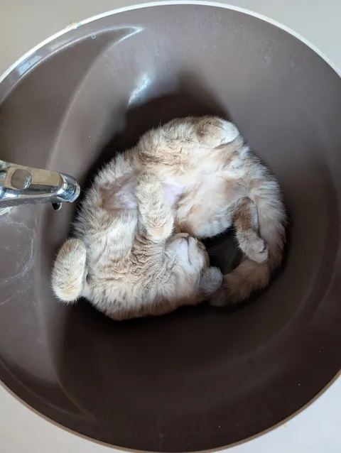 I have no idea how this position is comfortable but he is laying there every day.