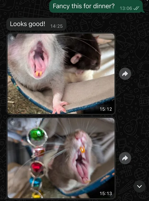 I was worried about moving my rats into my boyfriend’s place. I needn’t have been, he’s obsessed!