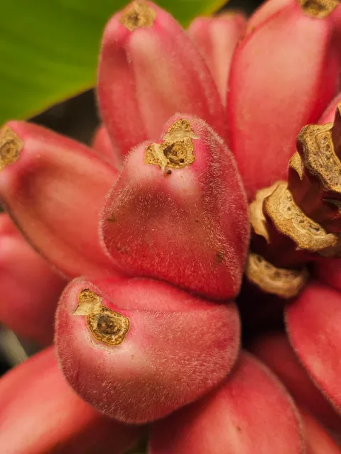 I grew little pink bananas in zone 6 and actually got fruit!