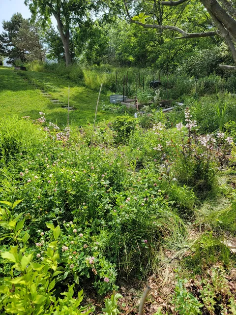 Yesterday my husband came down to the garden and asked "So how much of this is natural?"