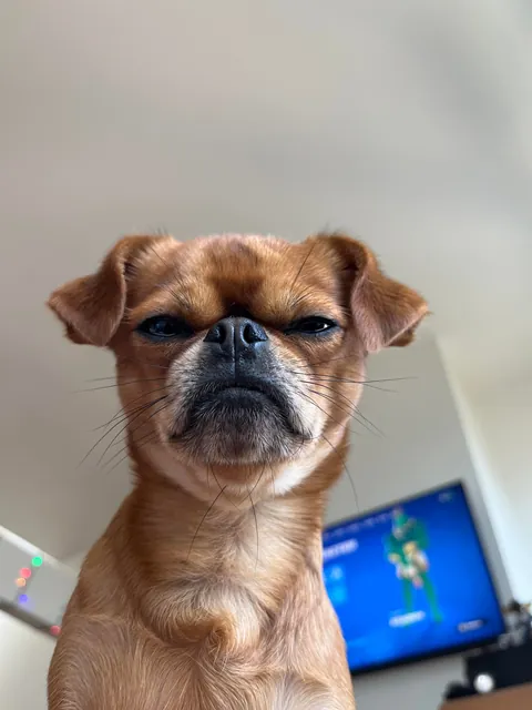 Folks call him DA BOY round these parts, his legal name is Mo