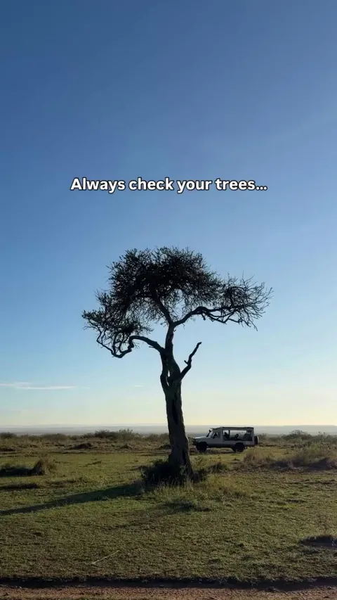 Always check the trees