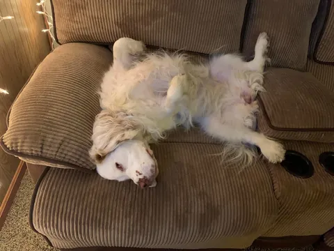 HAPPY BIRTHDAY HELGA! Today our sweet girl turns 6! 💕