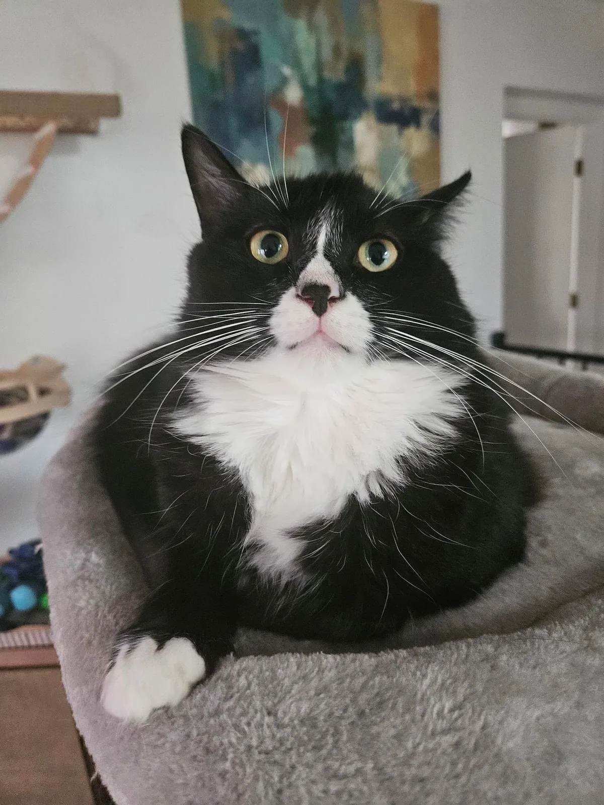 I found Chuche two years ago, when he was about 8 weeks old, on the street. When I brought him home, he spent the entire first day hiding behind a table leg. The second photo shows him one year later.