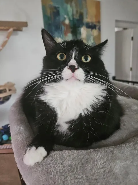 I found Chuche two years ago, when he was about 8 weeks old, on the street. When I brought him home, he spent the entire first day hiding behind a table leg. The second photo shows him one year later.