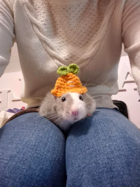The cutest rats with hats!