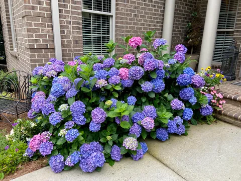 My Mom's hydrangea bush is stunning this year. She is so proud!