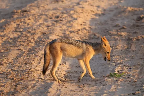 December in Botswana