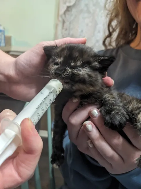 Updates on the sweet ice princess, Elsa!