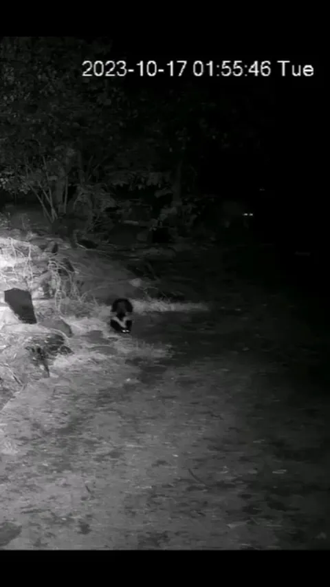 🔥Grey wolf attacks skunk 