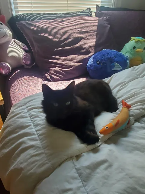 am I crazy or is our black cat actually red?