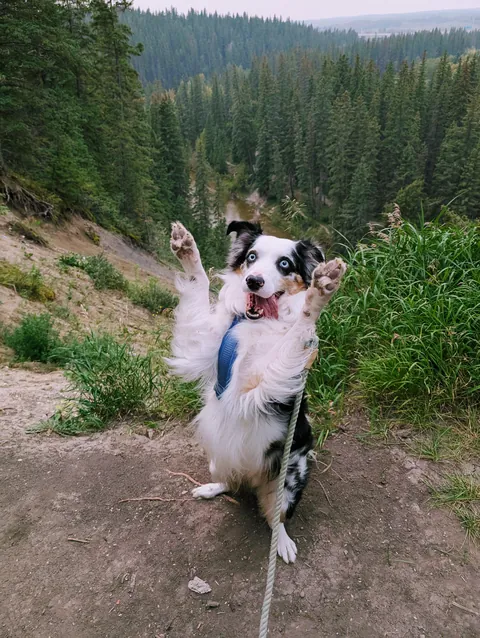 Milo had some hilariously good poses for our little hilltop photo op.