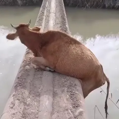 He just accepted his fate 😭