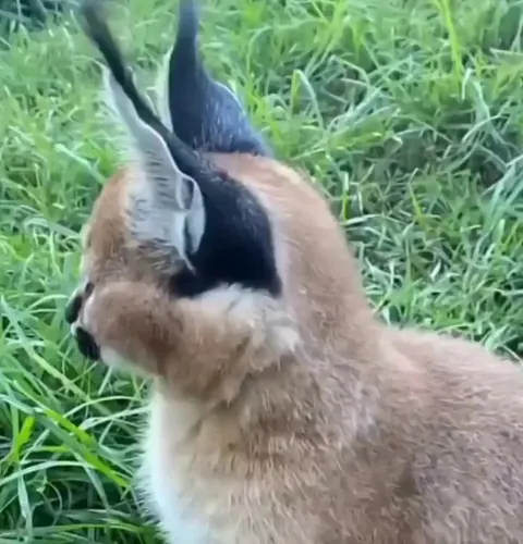 By flicking their ears, caracals detect even the softest sounds around them.