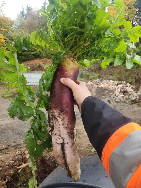 What is this and can I eat it?