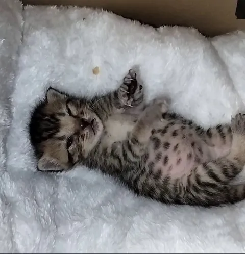 All the air biscuits