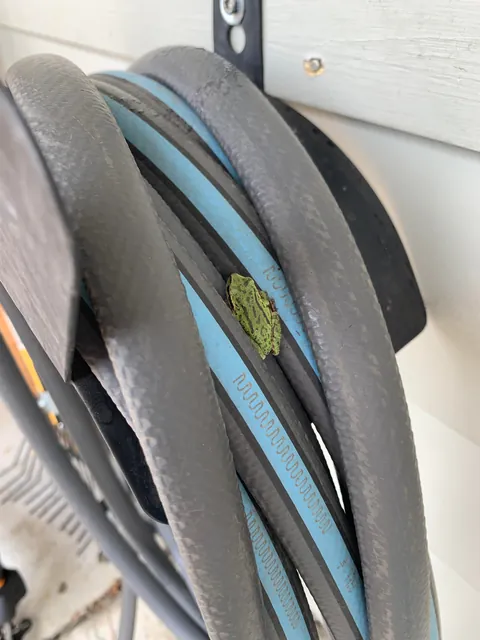 These silly guys have been a highlight of my summer 🐸