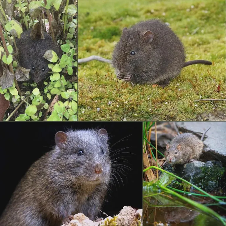 The Australian swamp rat is commonly found in coastal swamp areas where it creates tunnels through thick vegetation. Its diet is mostly vegetarian — comprised chiefly of stems and leaves. This native rat can be differentiated from invasive brown and black rats by its smaller ears and shorter tail.