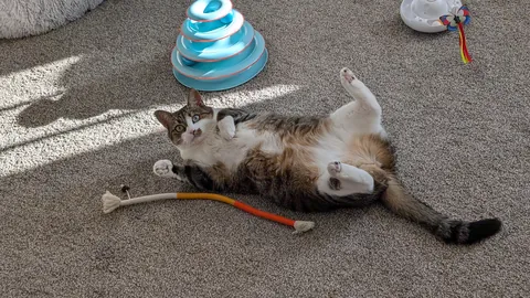 Just walked in on her laying like this, living her best life apparently 😹