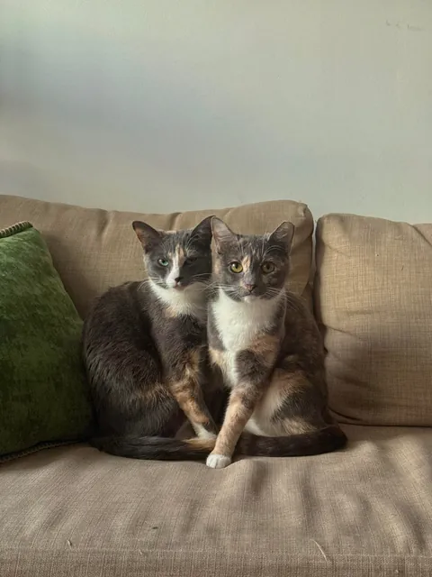first time cat owner, adopted bonded sisters- so glad I did !