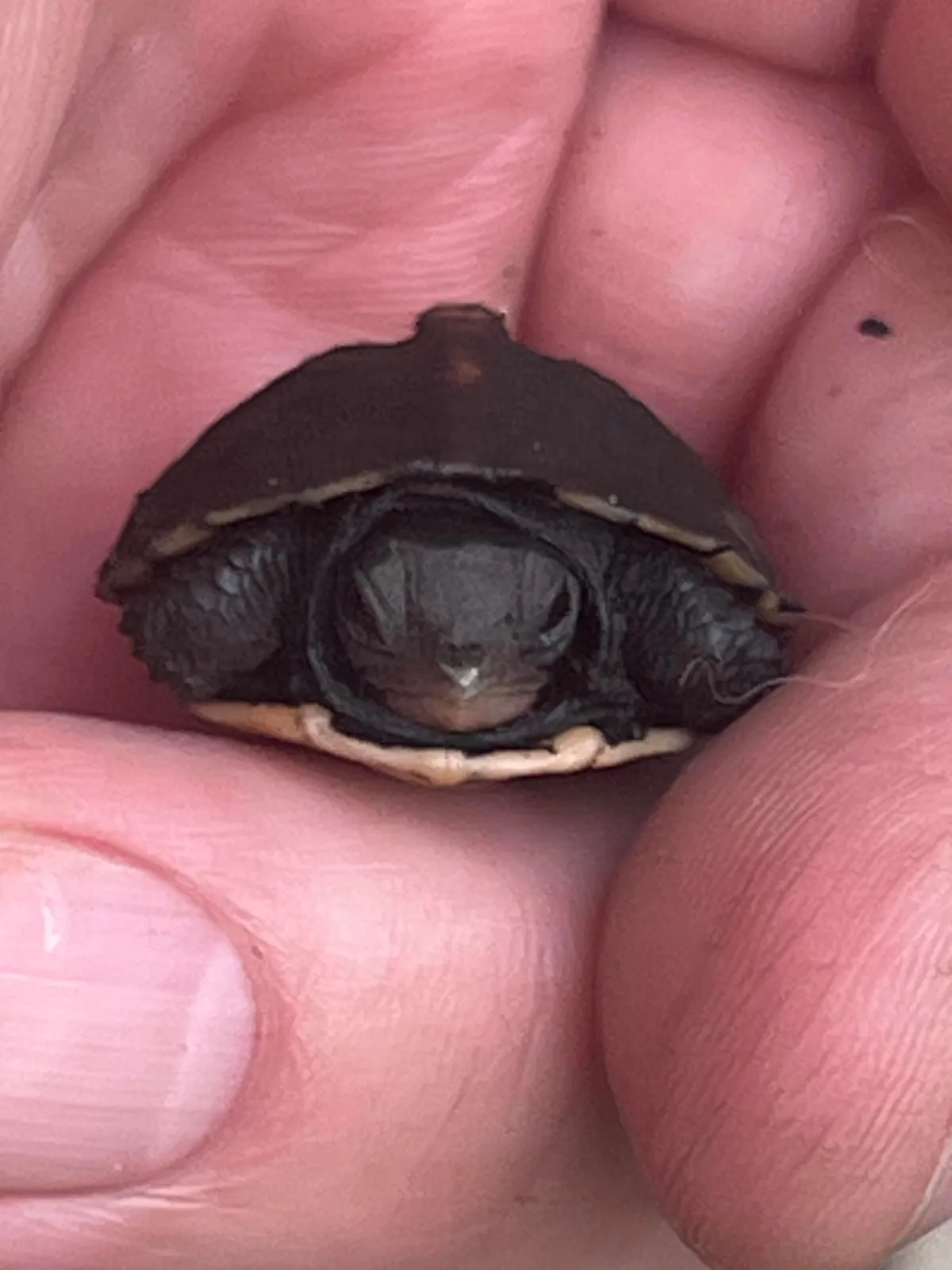 Update to Box Turtle nest hatch post from 2 weeks ago. All 5 eggs in the nest hatched!  Such amazing little creatures!