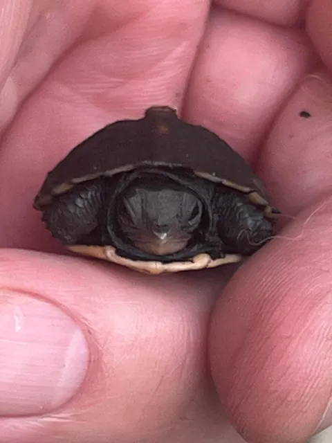 Update to Box Turtle nest hatch post from 2 weeks ago. All 5 eggs in the nest hatched!  Such amazing little creatures!