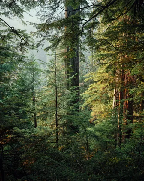 West Vancouver, Canada (1425x1900)(OC)