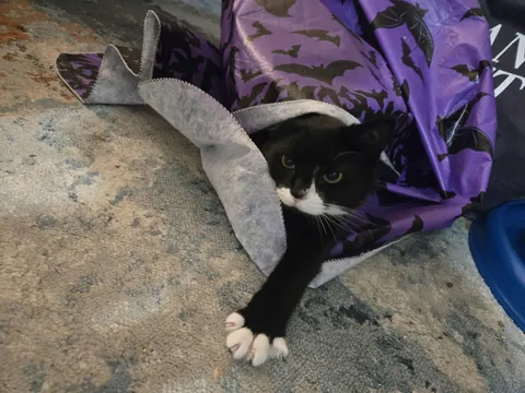 People like my Boi sprig, so i decided to show more. Enjoy