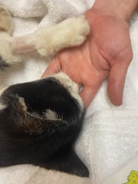 I had to unexpectedly put my cat to sleep this morning. She was my best friend for 16 years and I loved her more than I love most people. As I said my final goodbye she used her last ounce of strength to put her paw in my hand. I miss her so much. She lit up my life. Goodbye Holly Bear