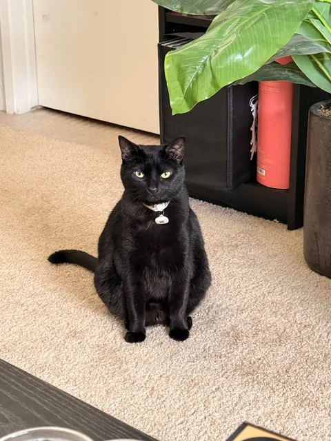 Happy 10th birthday 🖤🐈‍⬛