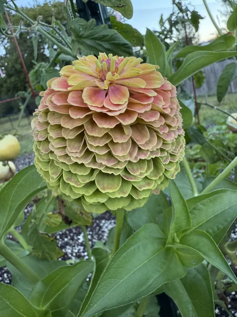 zinnia of the week
