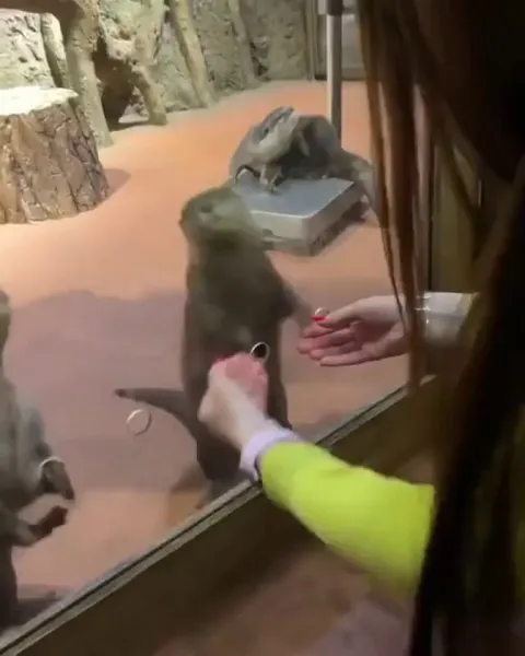 Petting the hands of an otter