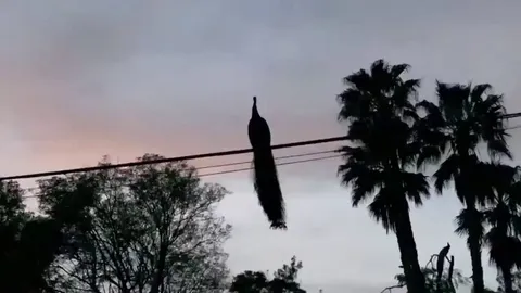Have you ever seen a peacock fly?