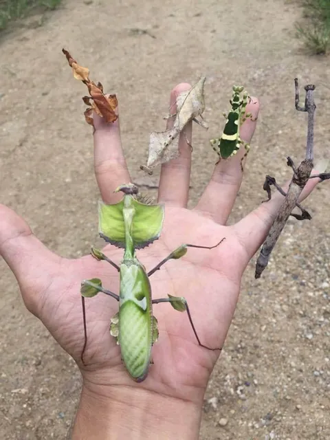 Ghost Mantis, Dead Leaf Mantis, Banded Flower Mantis, Devils Flower Mantis, and Indian Stick Mantis