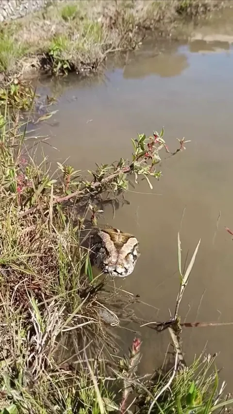 Man hiking through the Pantanal in Brazil came across this python