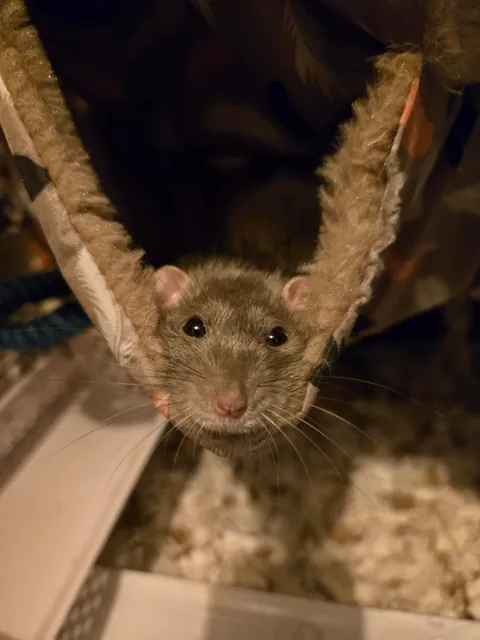 Jimily &amp; friends rat photos dump!