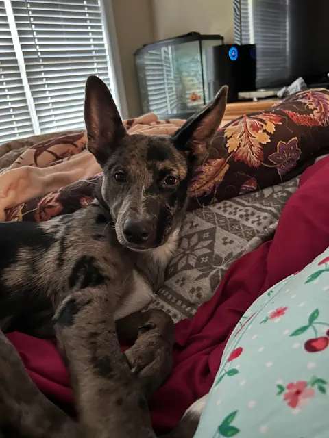 Willow the 2 faced dog. She’s an Australian Shepherd German Shepherd mix who’s almost 6 months old