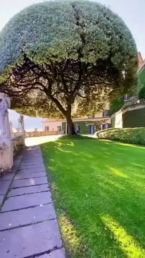 Evergreen oak tree located in Italy