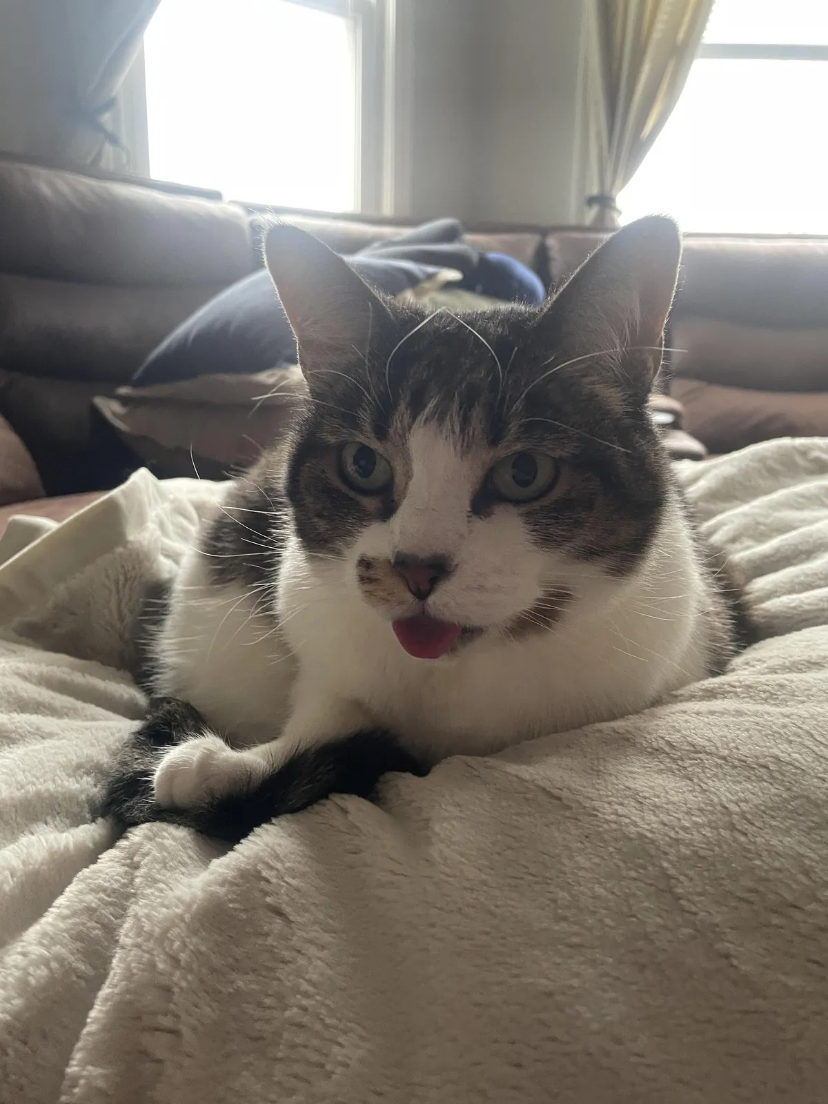 Does anyone else ever sing to their cat? Specifically, original songs about said cat???