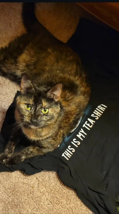 This was a fun day - learning that I inadvertently adopted a cat out from under a child