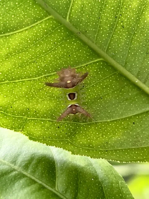 After years of hearing about these bad boys, I finally found one in my garden. I’m kind of stoked, NGL.