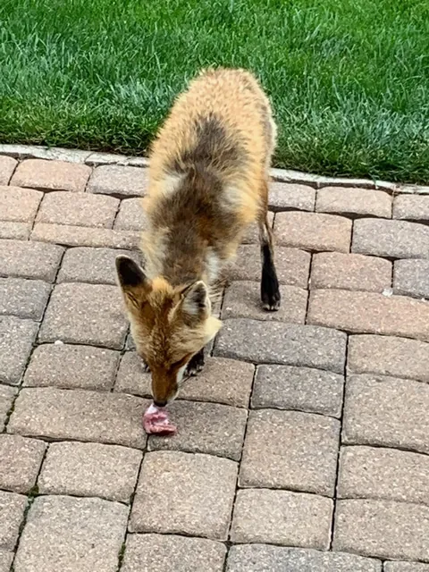 🔥These guys showed up in my yard one day. I took pic to vet as I thought they looked ill. Vet confirmed it was mange— which could kill them