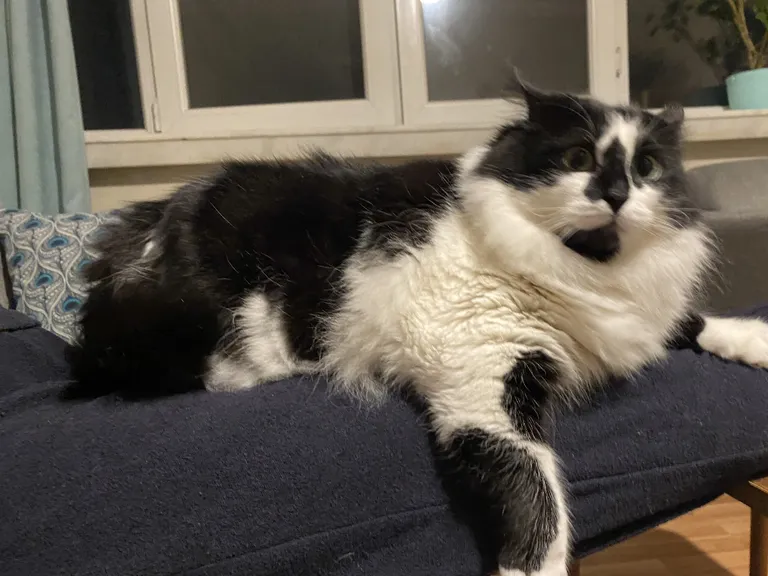 She doesn't leave my lap once i come from work its her routine