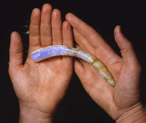 🔥 Opalized Fossils 🔥