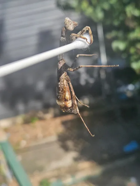 3rd update to parasite filled mantis!