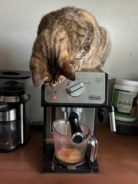 Hard to believe she showed up on my door step a year ago. My sweet Christmas cat.